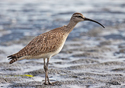 Numenius phaeopus